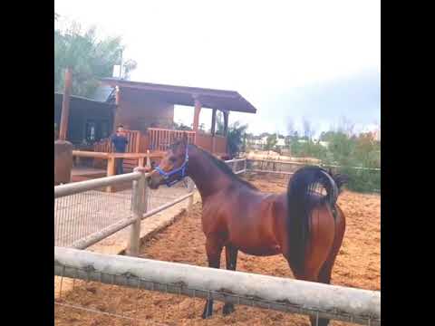 ALSKAB BY AJMAN MONISCIONE