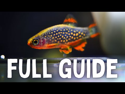 Species Spotlight: Celestial Pearl Danio (Care + Breeding Guide)