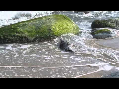 Crocodile on the beach swims toward tourists