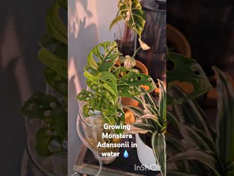 Growing Monstera Adansonii in Water #shorts