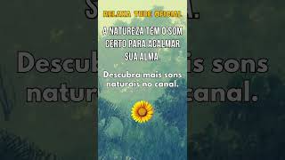 O SOM CERTO PARA ACALMAR SUA ALMA