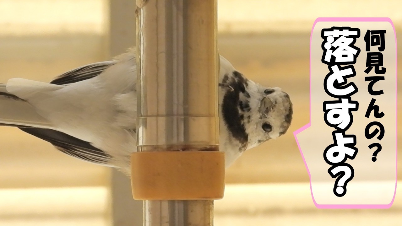 早春のハクセキレイ - 春始動、鳥たちが動き出す