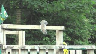 Squirrel (Beastie Boys parody)  - Half-inch my fat balls