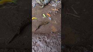Download lagu TRADITIONAL FISHING, CRAB HOUSE - CHANNA FISH #shorts #channa #limbata #viral mp3 Download lagu TRADITIONAL FISHING, CRAB HOUSE - CHANNA FISH #shorts #channa #limbata #viral mp3