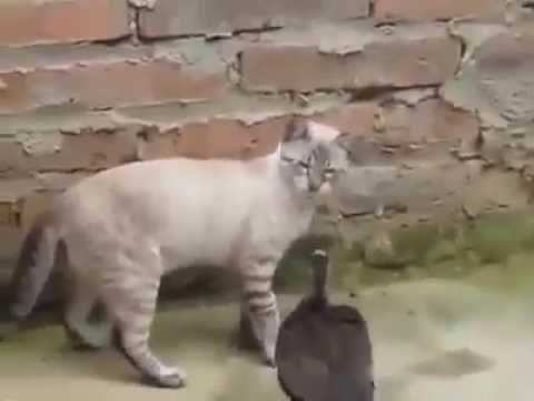 Duck vs Cat