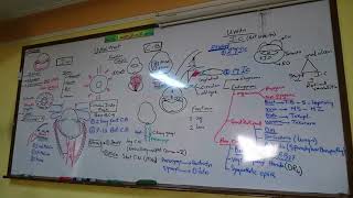 8) Dr. wael salah anatomy of the iris, iritis (general)