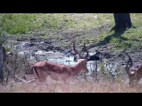 Djuma: Warthogs having a mud wallow - 12:18 - 09/16/2022