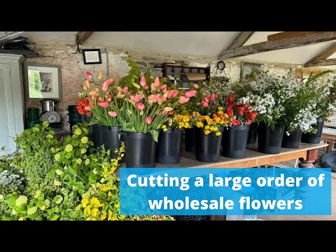 It’s a fifteen hundred stem cut day - come along with me as I harvest all these flowers