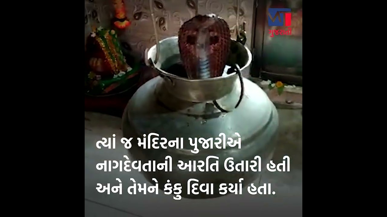 બોટાદમાં ગોતેશ્ર્વર મંદિરમાં સાપ બિરાજમાન