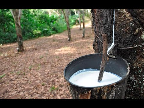 Quanto ganha um seringueiro $1.00000.00😱😱😱😱