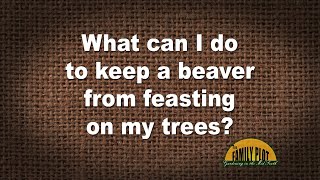 Q&A – What can I do to keep a beaver from feasting on my trees?