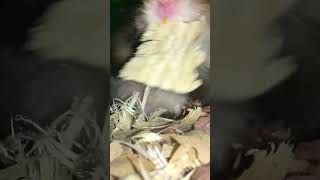 Dallas getting ready for bed