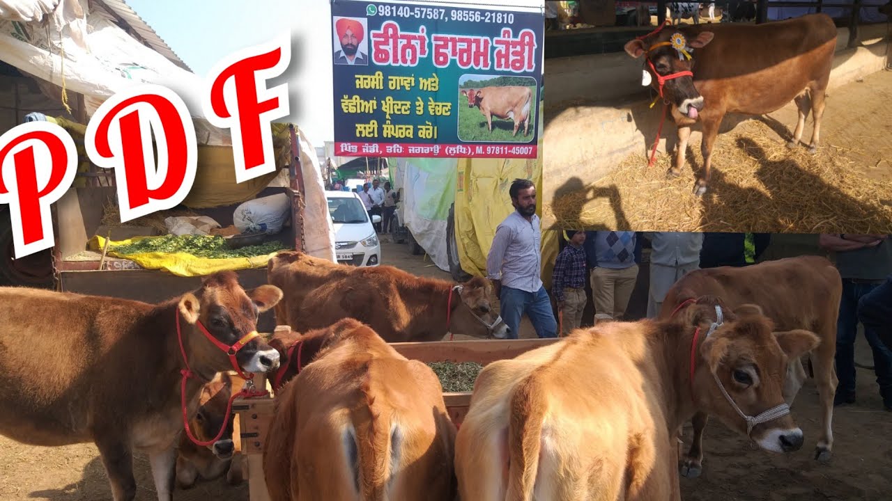 Anand#PDF Jagraon#pradarshani Mela full coverage video ko Jarur Dekhen ka#Apne channel#sport Karan