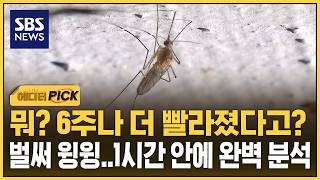 하루 걸리던 걸 1시간 안에..'모기 완벽 분석' 나선다 (에디터픽) / SBS