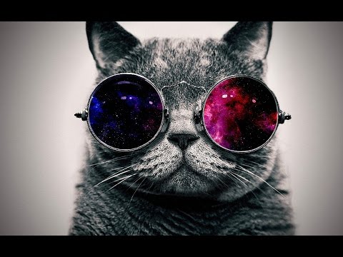 Must Watch Funny Cats // Gatos Chistosos