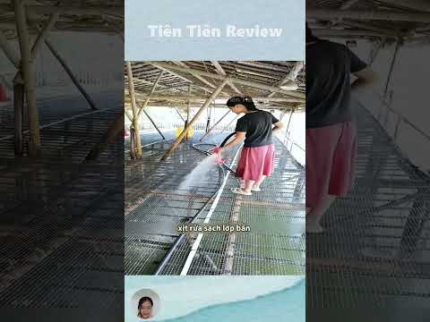 Đây là mô hình nuôi gà cộng sinh vô cùng tiện lợi