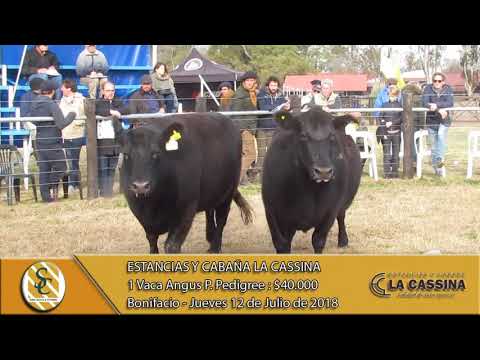 12-07-18 Venta de Vacas P.P. - Estancias y Cabaña La Cassina - Bonifacio.