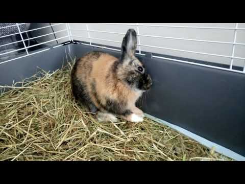 Pinou - Lapin -  encephalitozoonose  - Guérison