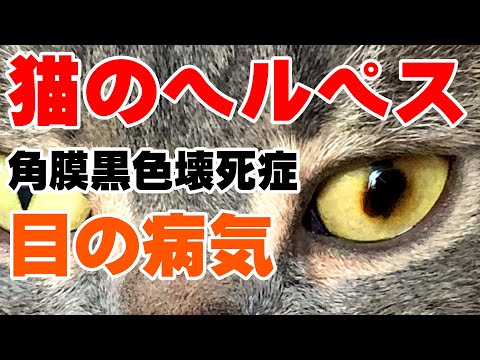 猫の角膜隔離症 - 治療と原因