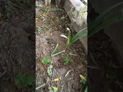 Beautiful Flowers for My Garden #vlogs #atikadiaries #vibes