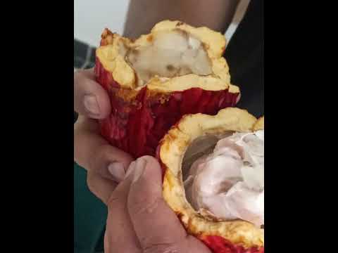 Que viva el Tarra  Norte de Santander