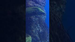 Eel has an epiphany!