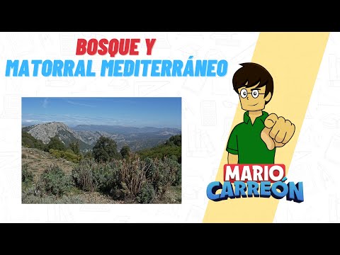 Bosque y Matorral Mediterráneo