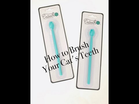 How to Brush Your Cat’s Teeth & the best Cat Toothbrush to do it!