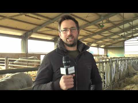 DUE PASSI PER... Cavour 3, alla scoperta della razza piemontese - TELEGRANDA