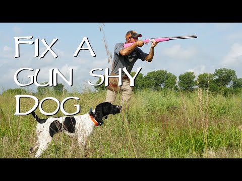How To Fix A Gun Shy Dog - You Ask We Answer Episode 4: Part 2