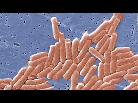 CDC Salmonella Poisoning