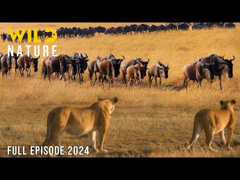 WILD SAVANNAH | The Migration Journey and Challenges in the Land of Predators | Animal documentary