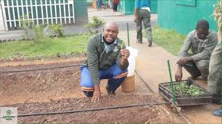 HORTICULTURE WITH HAMARA  :TOMATO PLANTING