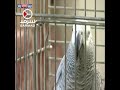 Bird Reciting Quran