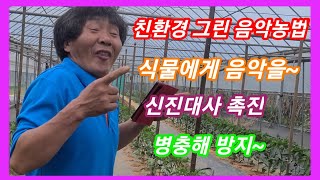 친환경 그린 음악 농법 식물에게 음악을~신진대사 촉진,병충해방지  좋씀다~고추,참외,수박,오이,토마토 모든 …