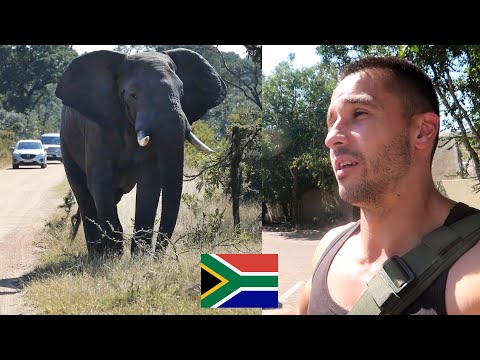 Safari in Kruger National Park! Last stop before heading to Mozambique