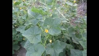 Огурец Амур: отзывы, описание сорта, фото, видео, отзывы ...