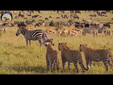 KENIA SALVAJE | El Increíble Renacimiento de la Sabana Africana | Documental De Vida Salvaje