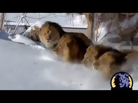 Lions frolic in the snow at the Denver Zoo