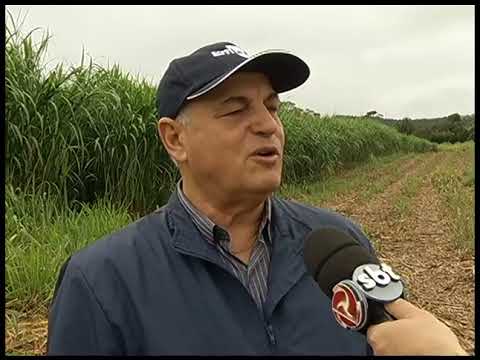 CORONEL PACHECO: Capim Elefante - Conheça essa Cultivar de Capiaçu