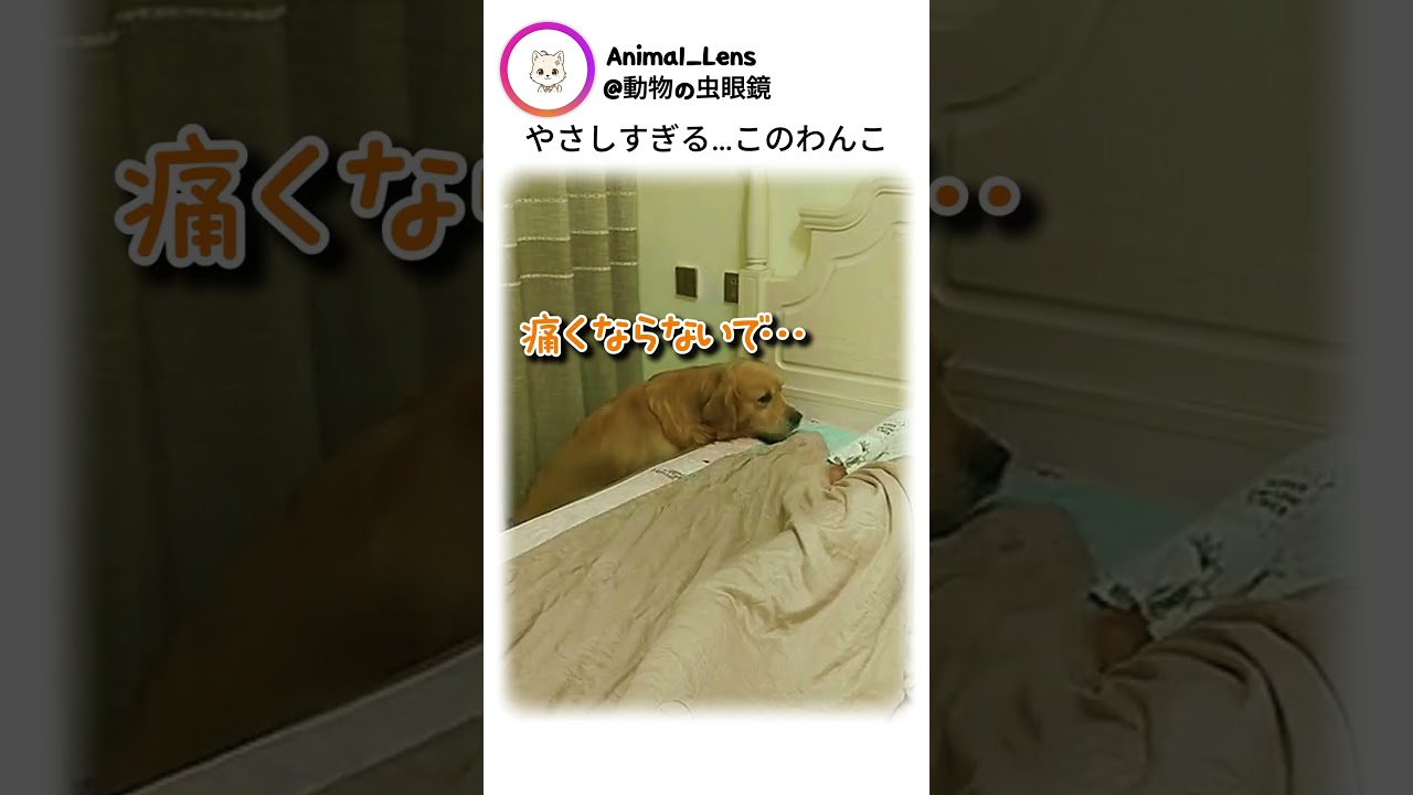 やさしすぎる…このわんこ