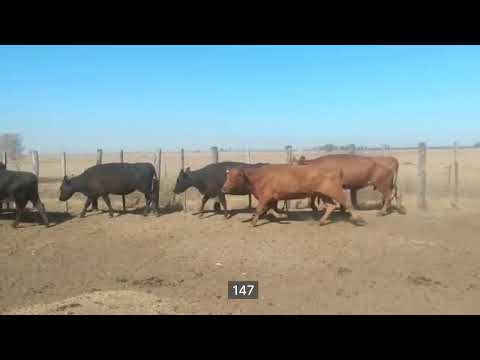 Lote 72 Vacas de invernar en Curuzú-Cuatiá, Corrientes