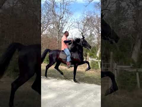 , title : 'American SaddleBred 5 Gaited #horse #showhorse'