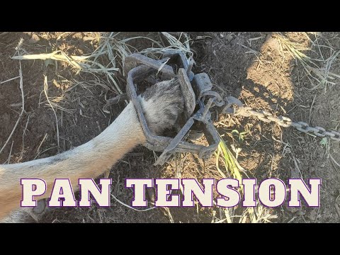 How To Set Pan Tension On Dogless Traps (The Easy Way)