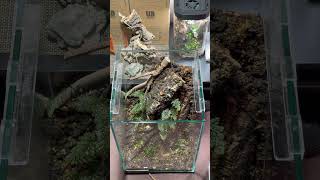 テラリウム制作の裏側Behind the Terrarium#terrarium #shorts