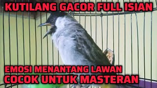 Download lagu KUTILANG GACOR ISIAN FULL EMOSI MEMANCING LAWAN BUNYI mp3