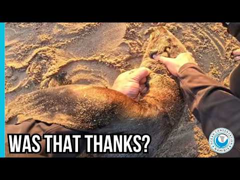 Sweetest Rescue Moment Caught on Camera