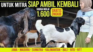 Download lagu 1600 !! SAHABAT MITRA TERNAK ANDA !! Kambing PE Kaligesing. mp3 Download lagu 1600 !! SAHABAT MITRA TERNAK ANDA !! Kambing PE Kaligesing. mp3