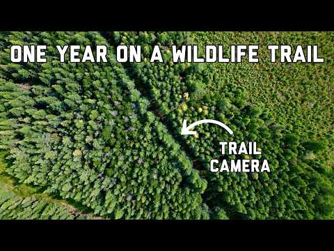 We Left a Camera on a Trail in the Woods FOR A YEAR. Here's what happened!