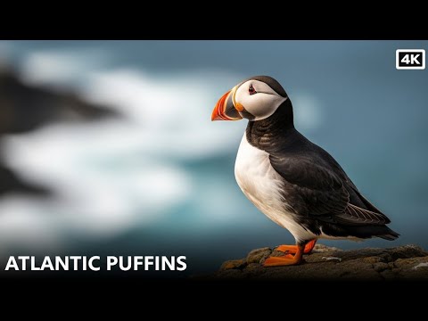 Atlantic Puffins! Documentary. #thehowtoacademy